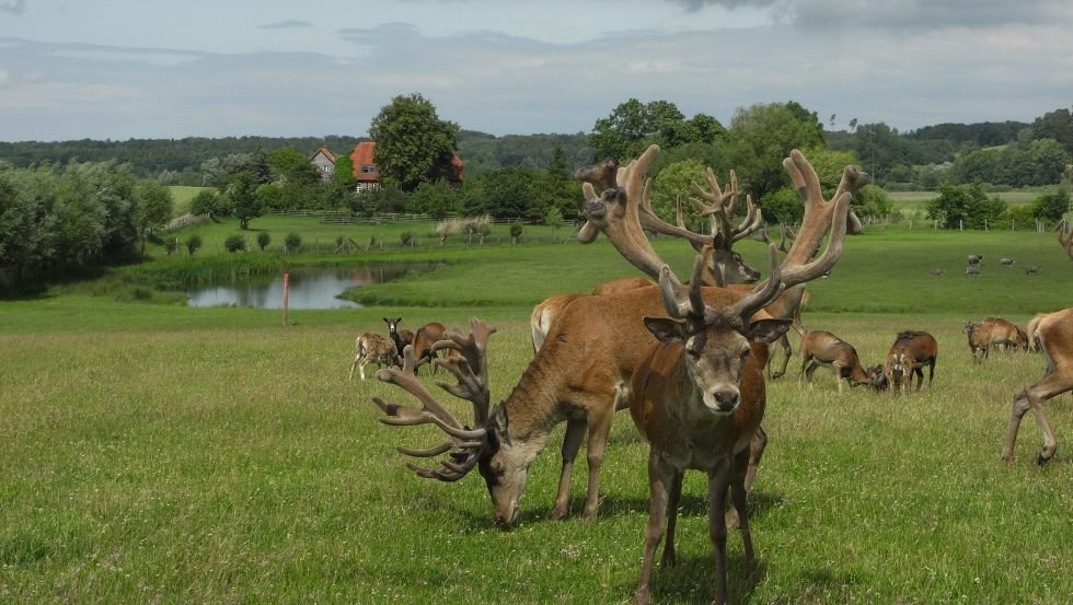 Red deer and Gotland sheep in the large enclosure, © Zacharias