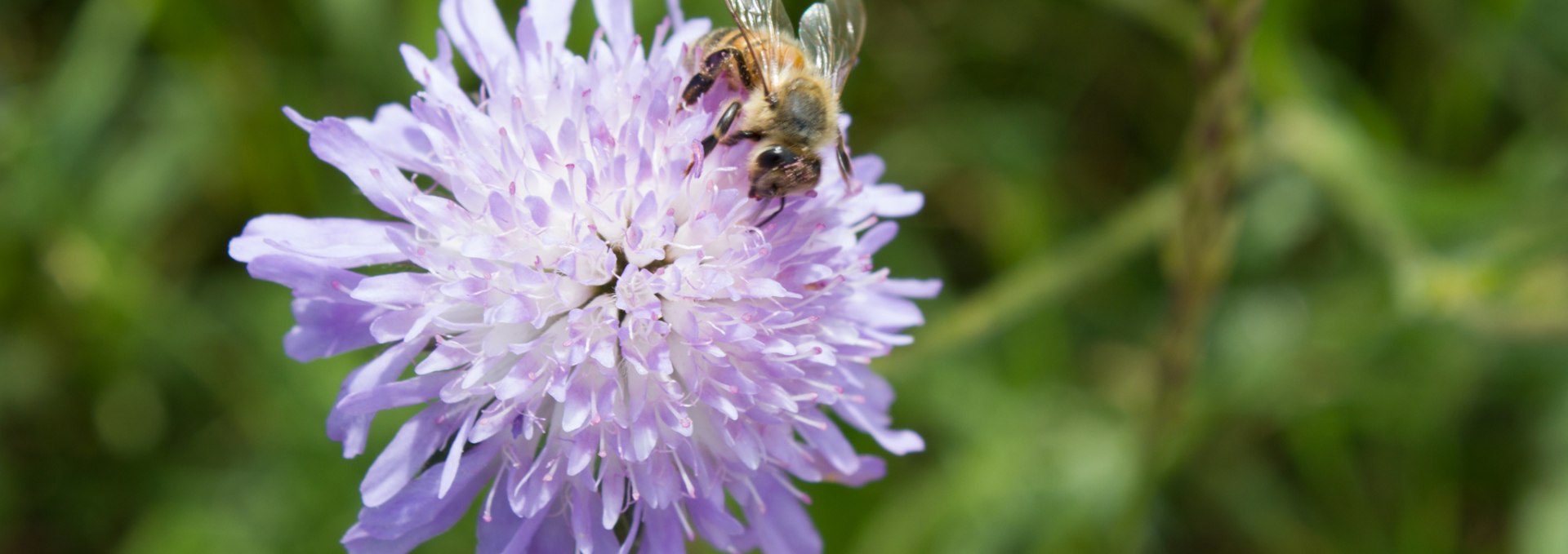 Humming and buzzing everywhere in the garden of wild herb farm Winkelkraut, © Wildkräuterhof Winkelkraut / Antje Conrad