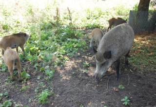 A herd of wild boars can be seen in the outdoor enclosure., © Gabriele Skorupski