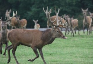 Game enclosure on 35 ha for fallow deer and red deer, animals are marketed alive or the game meat can be bought in the farm's own store., © AG Chemnitz