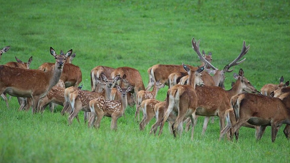 A walk to the herd of red deer with their calves is worthwhile., © SaBö-Hof