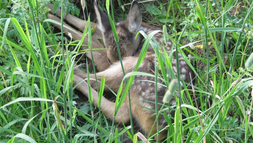 Sighting of a fawn during a hike through the Biosphere Reserve Schaalsee, © Schaalsee-Ferien im alten Landhaus/Wahlig