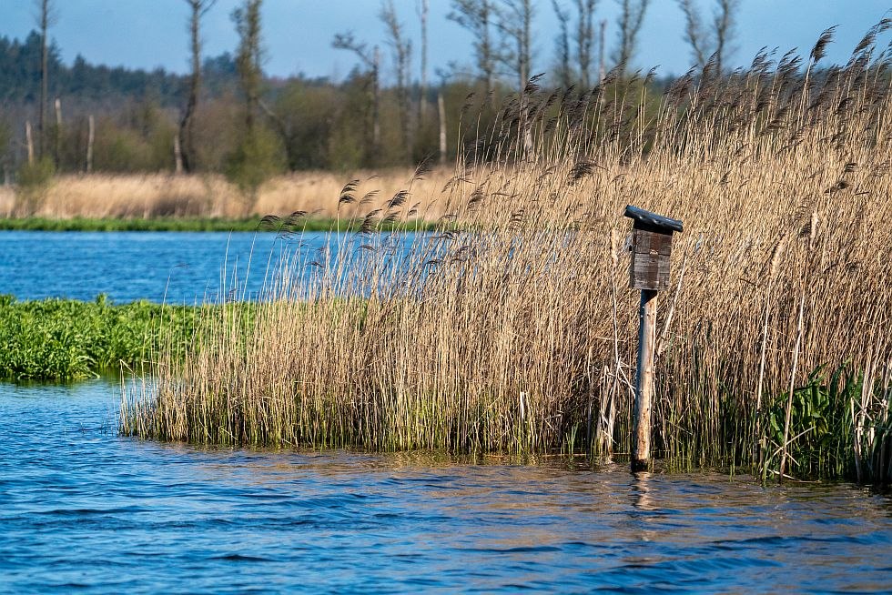 At the moor meadows at Malchin Lake you can discover nature from its original side, © Tourismusverband Mecklenburgische Seenplatte/Tobias Kramer