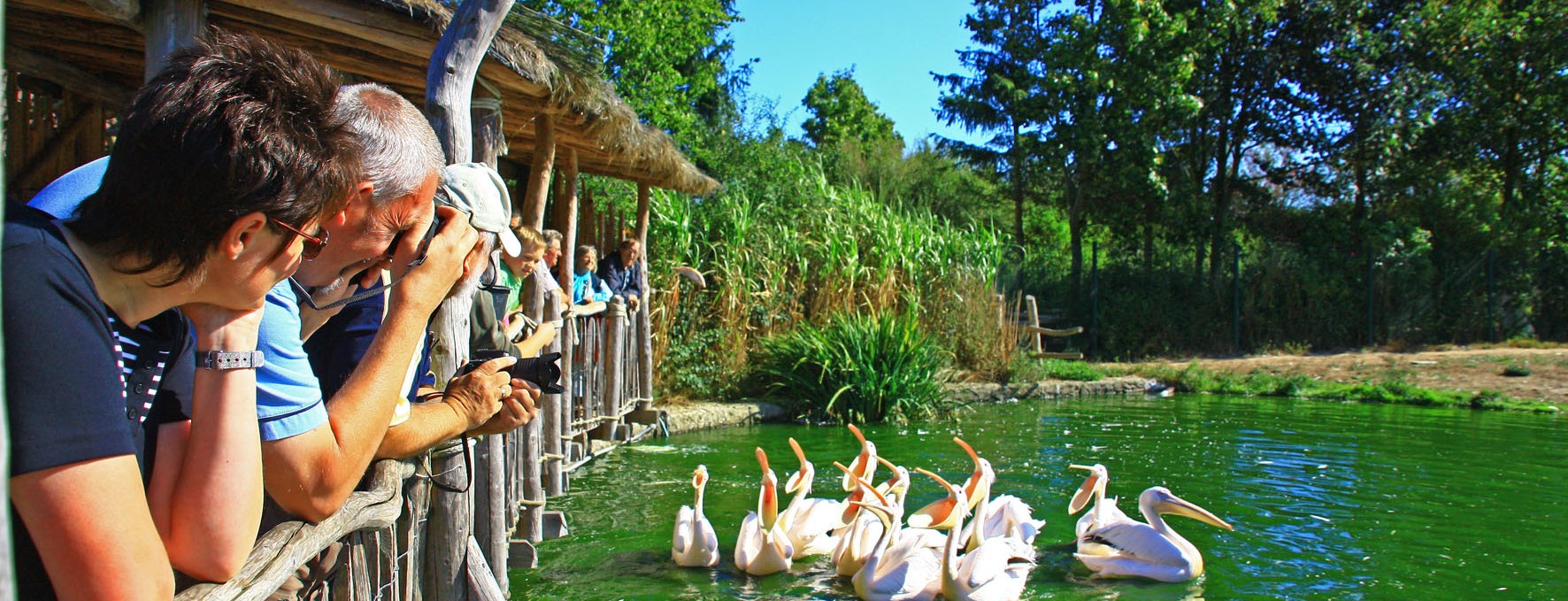 Pelican feeding, © Vogelpark Marlow/Zöger