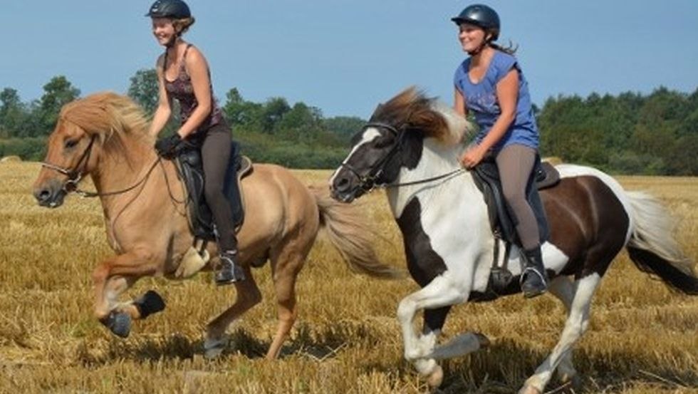 At a fresh gallop across the fields around the Icelandic stud farm von der Waydbrink, © Islandgestüt von der Wadybrink