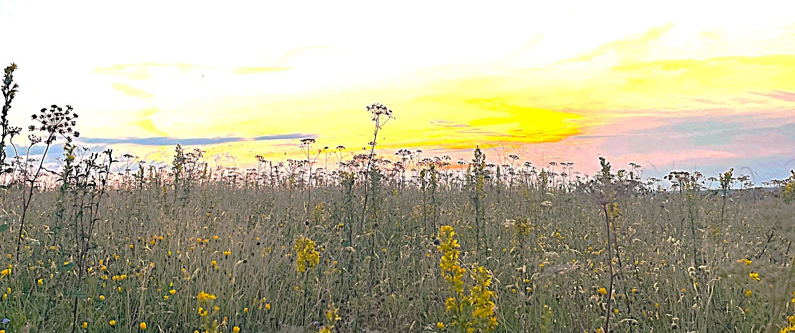 Meadow flowers, © KV Mönchgut