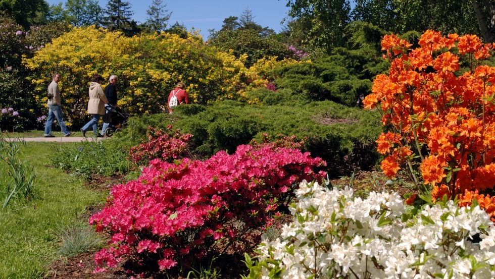 Rhododendron Park Graal-Müritz in full bloom, © Tourismus und Kur GmbH Graal-Müritz, A. Rudolph