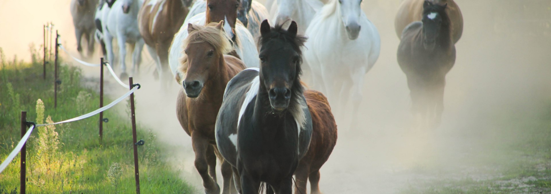 Herd of ponies at the horse farm Zislow., © Pferdehof Zislow