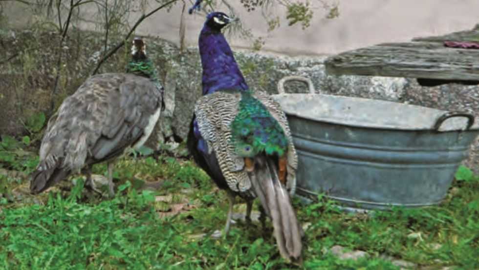 Peacock, © Maibritt Olsen