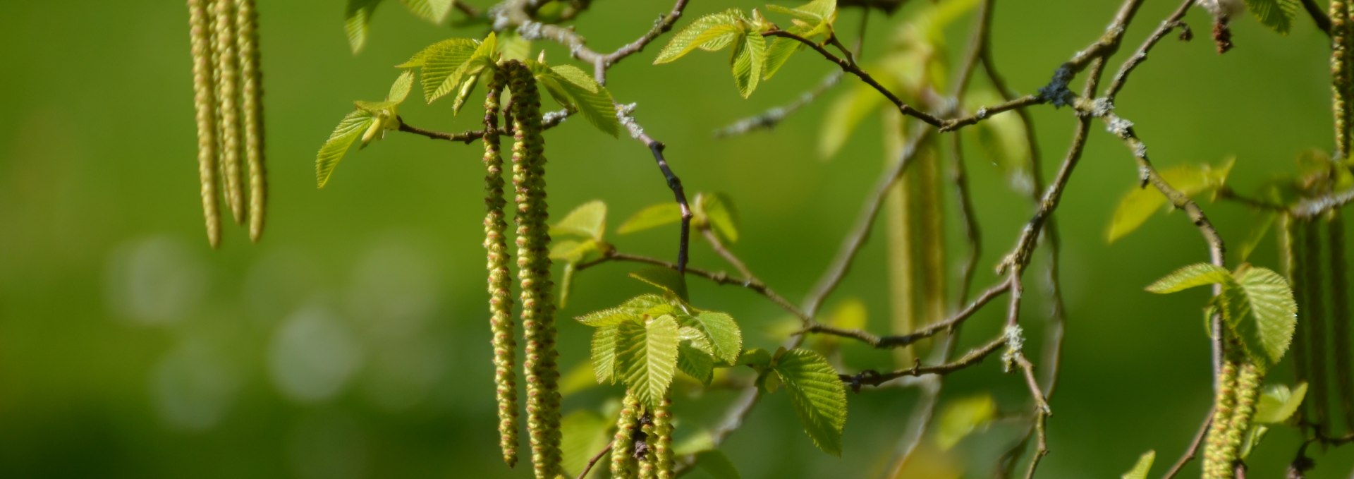 Pure nature in Stralsund, © TMV