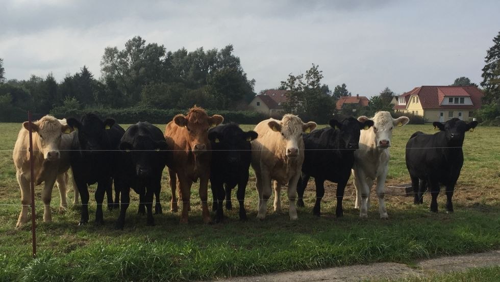 Besides the horses, cattle, chickens and cats are at home with farmer Hartmann, © Bauer Hartmann/ Frauke Beier