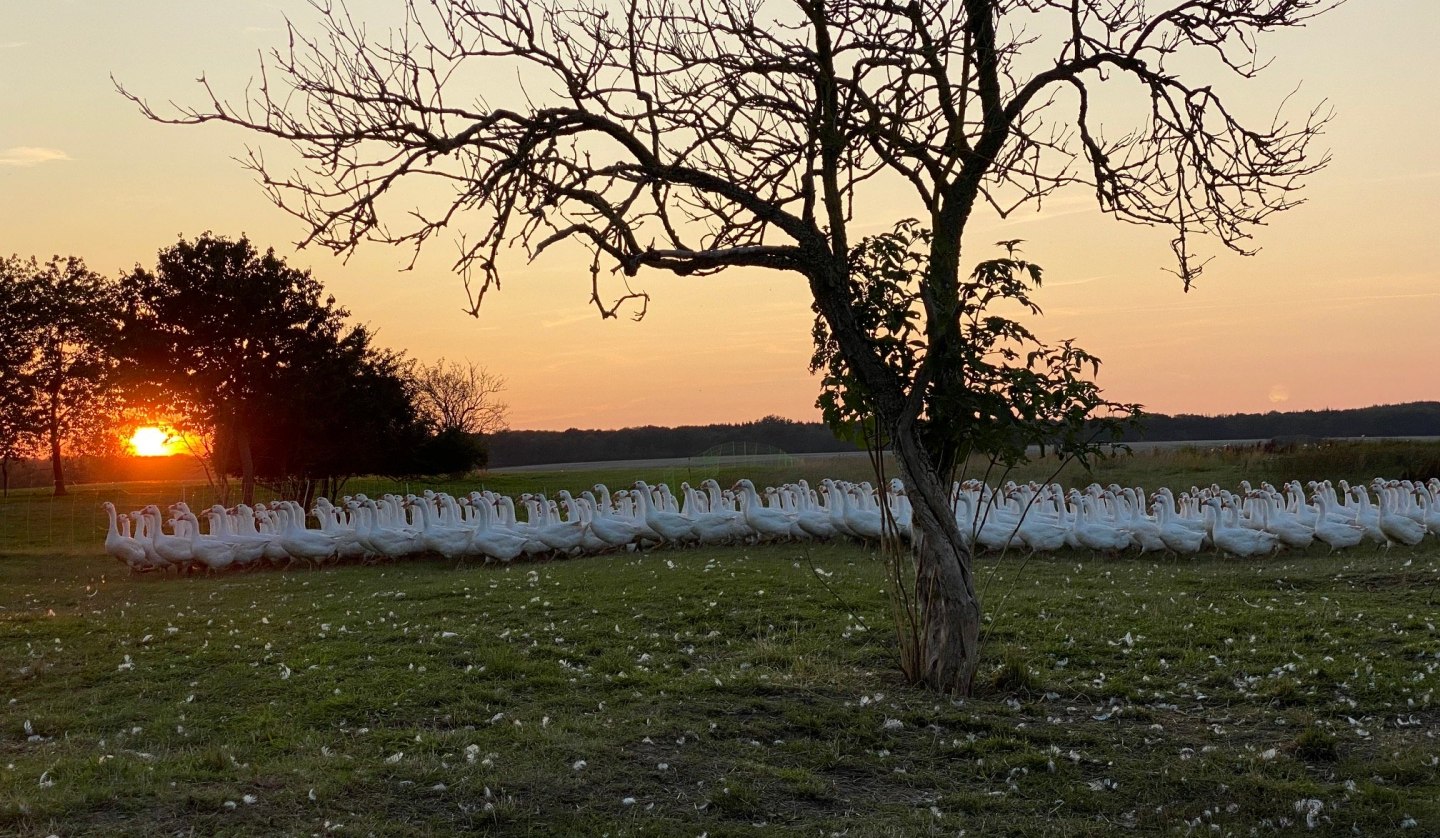 Our geese on their meadow., © Hofladen Marihn