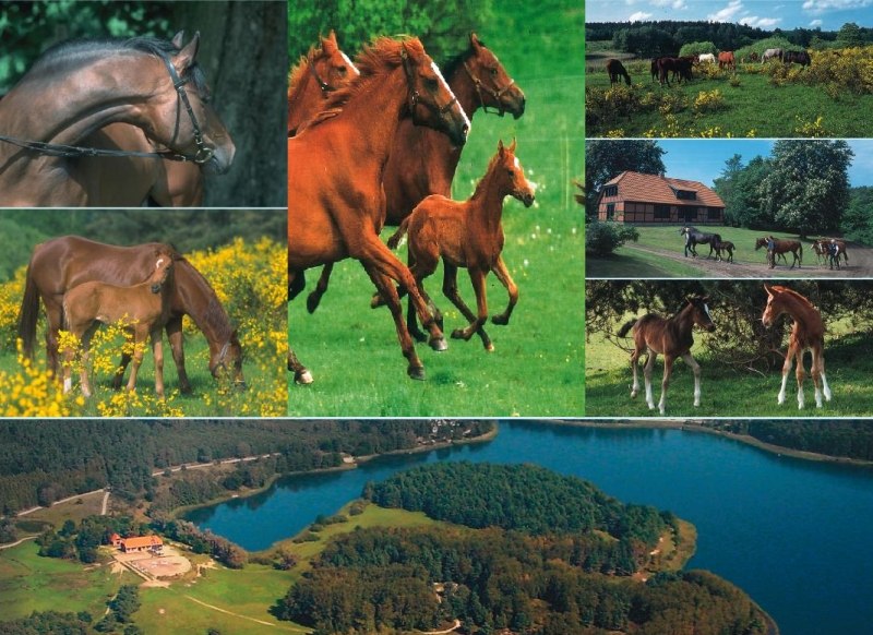 Colorful horse life at the Inselhof stud farm, © Gestüt Inselhof/Bause