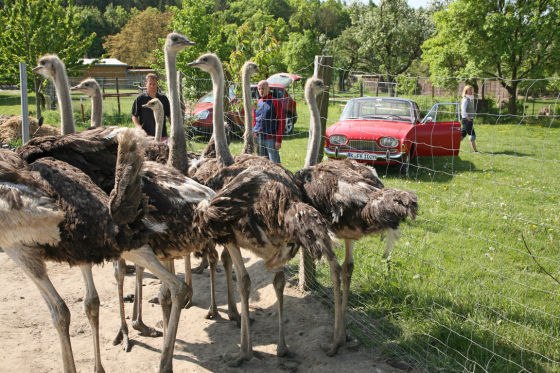 ostrich_farm_brandt, © Straußenhof Brandt