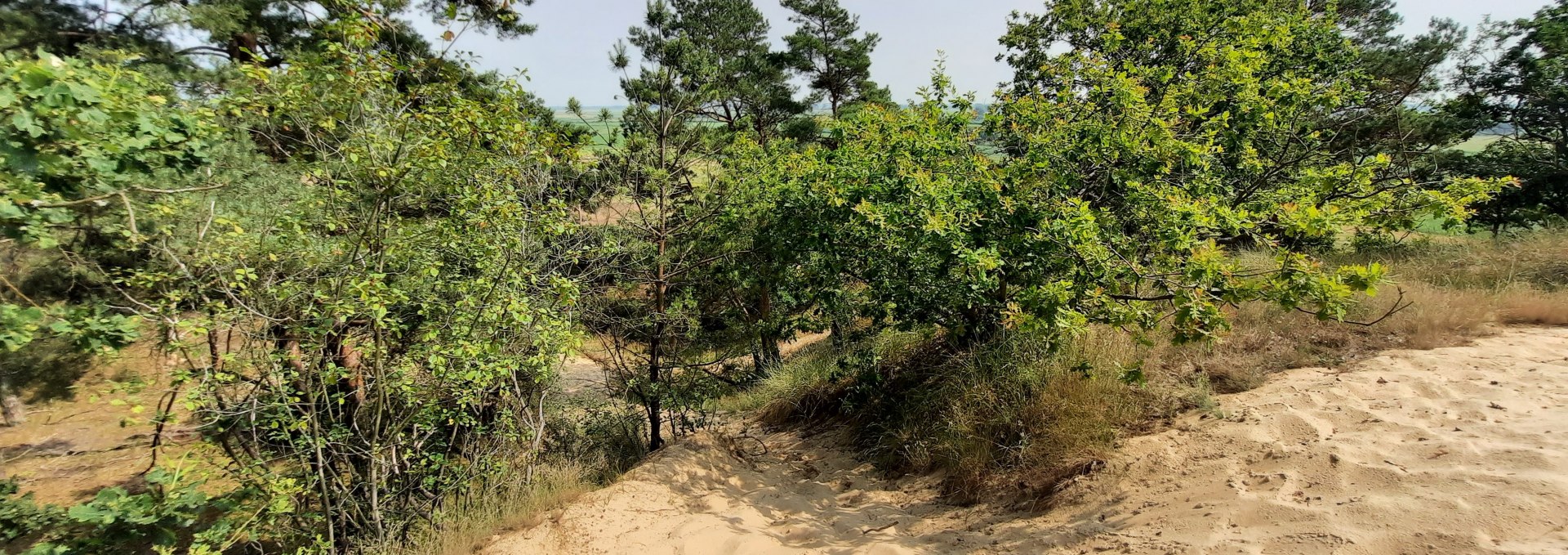 Inland dune Klein Schmölen, © M. Lenthe