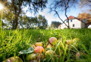 Orchard meadow in the manor house, © Florian Foest