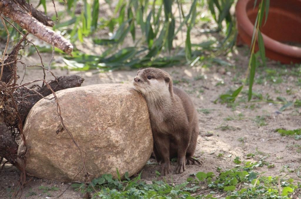 Otter, © Tiererlebnispark Müritz