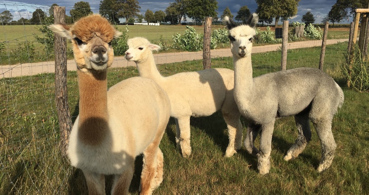 "Soul cuddlers" - Fleesensee Alpacas, © Fleesensee Alpakas