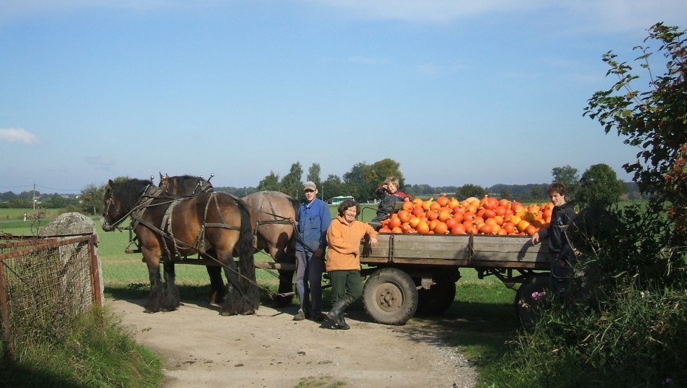 In September, the Hokkaido pumpkins are harvested on Grandpa's farm., © Opas Bauernhof