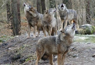 The wolf pack roams through the undergrowth and tunes to the great howling concert, © Wildpark-MV