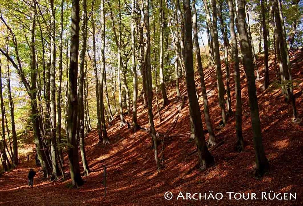 the approx. 9 m high rampart in the beech forest of Stubnitz, © Archäo Tour Rügen