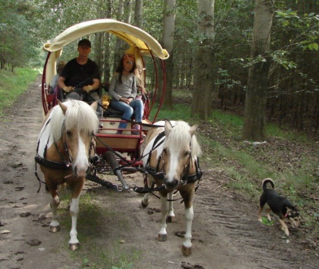 Sometimes on the wagon, sometimes in the saddle- joint trail riding with non-riders and riders, © Storeck