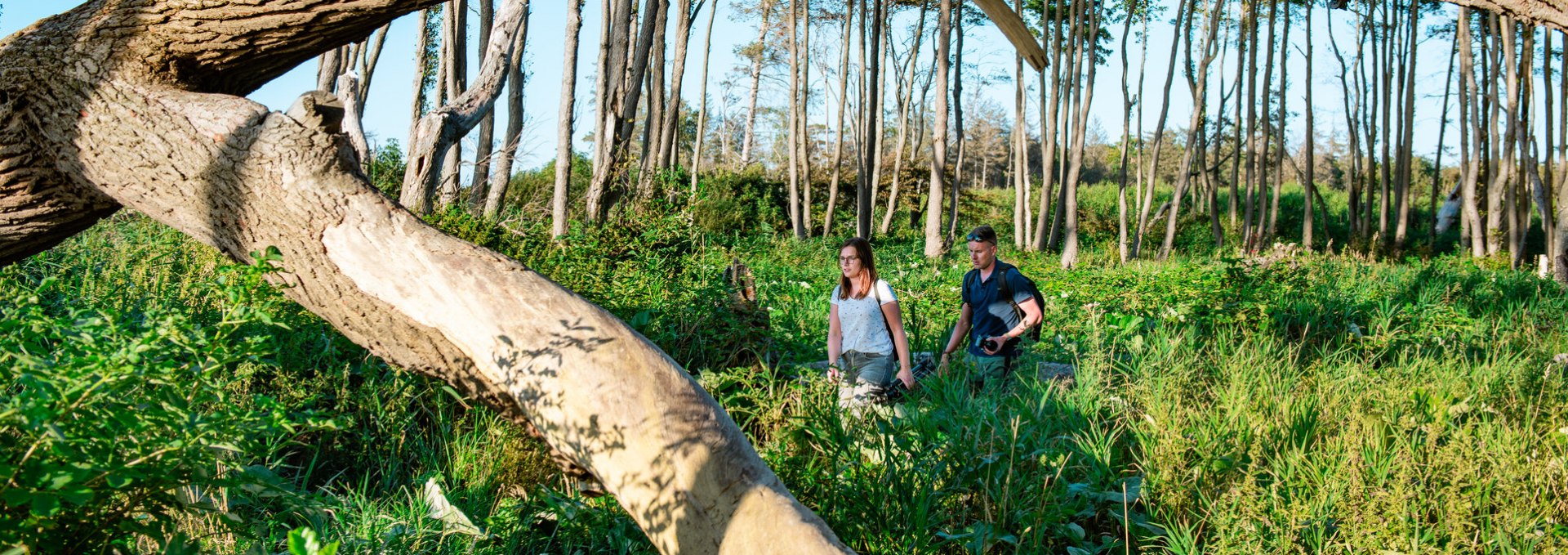 On the way in the coastal forest, © TMV/Tiemann