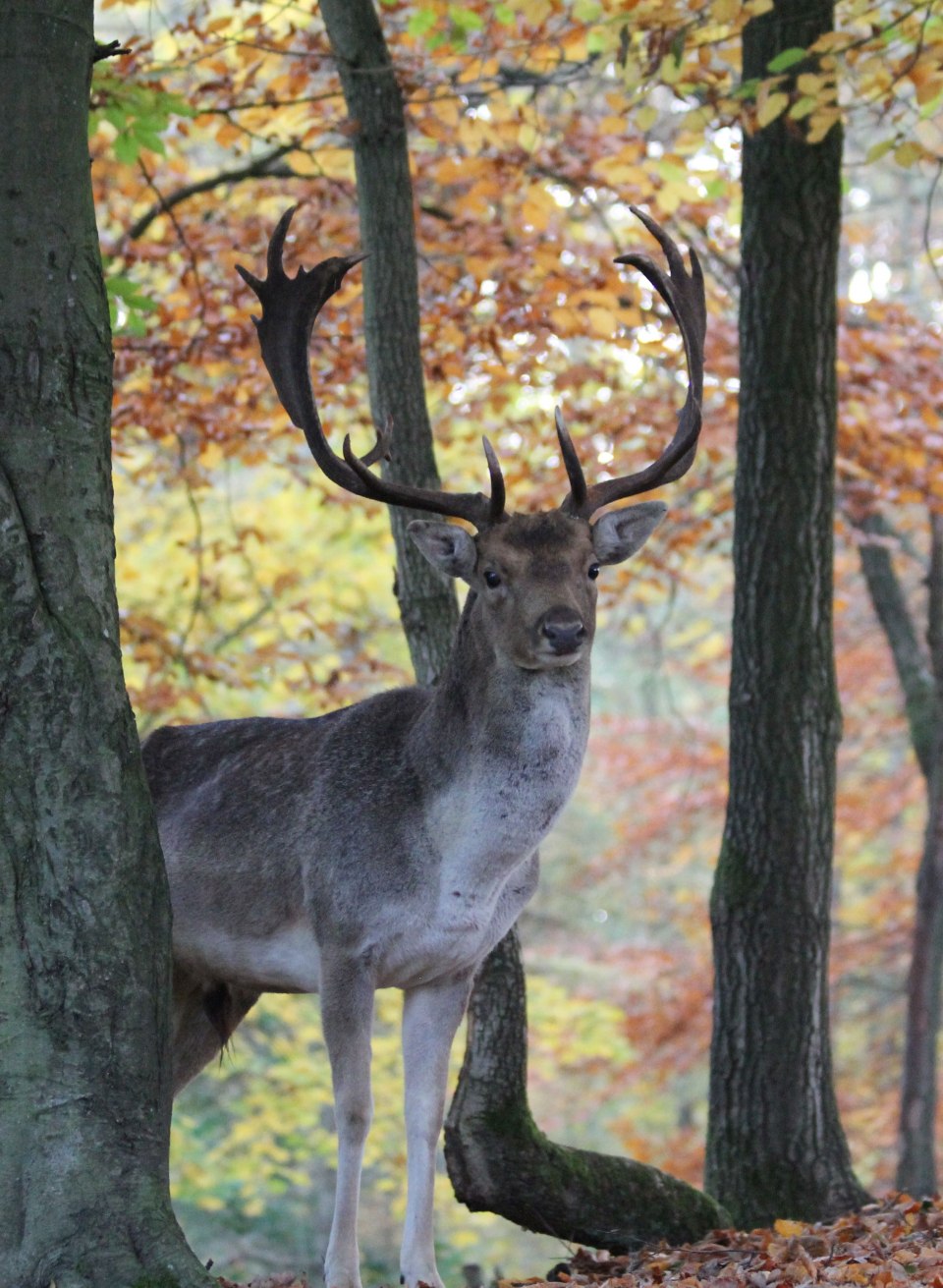 A magnificent fallow deer stands at attention in the autumn-colored forest of Wildpark MV. The bright foliage and tranquil atmosphere of the game enclosure provide the perfect backdrop for observing the majestic animals in their natural environment.