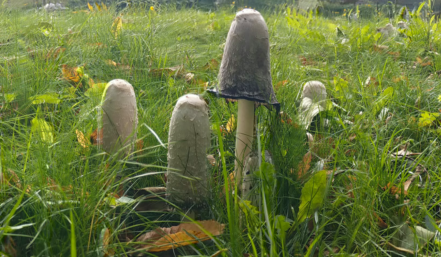 native mushroom species, © Müritzeum