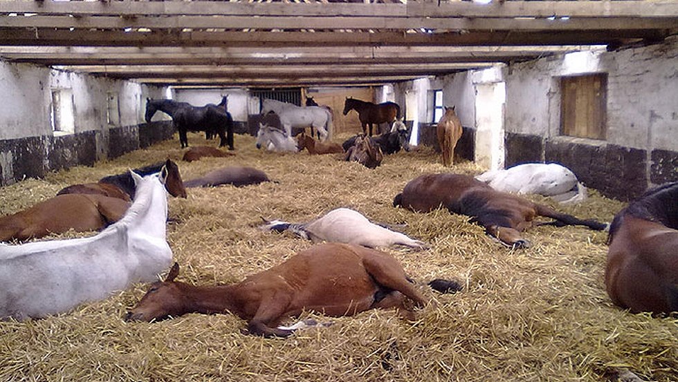 Our horses from Hof-Viervitz in their open stable, © Hof-Viervitz/Hermann