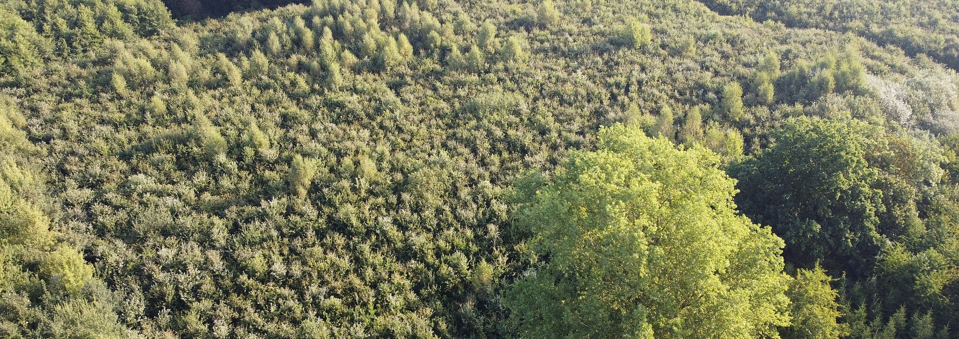 Climate forest Golchen, © Landesforst MV