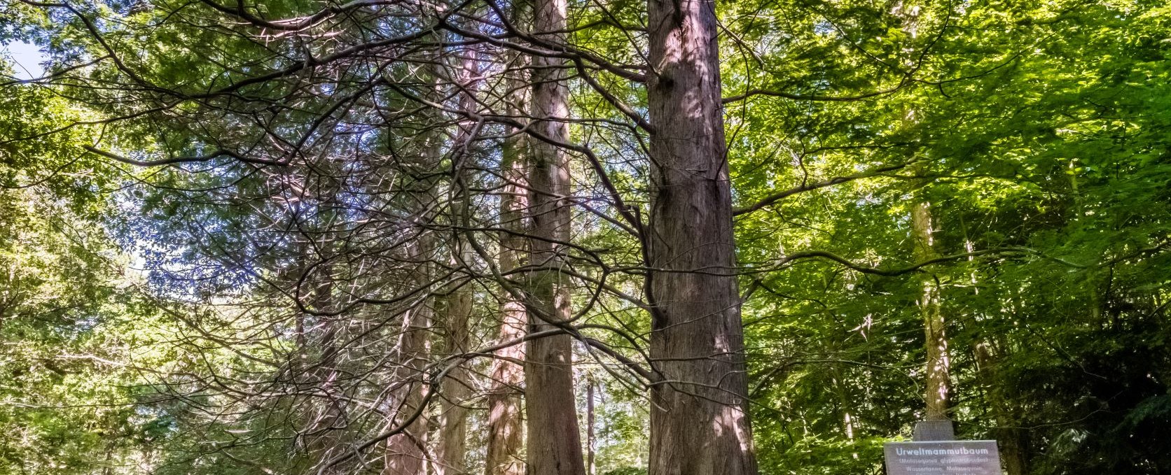 Redwood trees in the Osterwald Zingst, © TMV_Tiemann