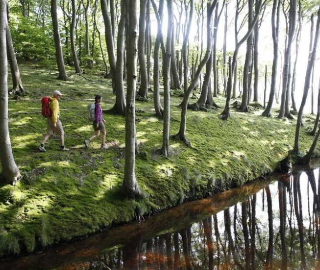 Hike through the coastal forest near Lietzow, © TMV/outdoor-visions.com