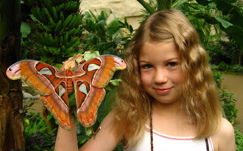 Colorful butterflies, © Schmetterlingspark Klützer Winkel