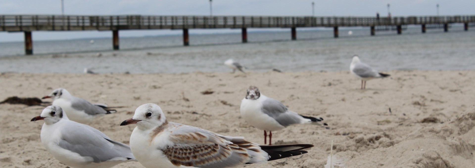 Seagulls in the wind on the beach of the seaside resort of Lubmin, © tvv-bock