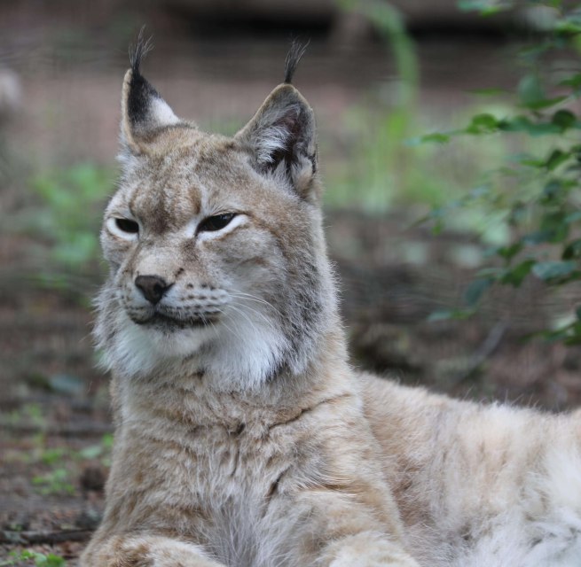 © Zoo Rostock/Brandt