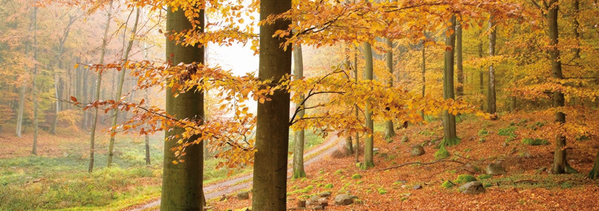 Autumnal forest of beech trees in the Lake Müritz National Park, © TMV/Steindorf-Sabath