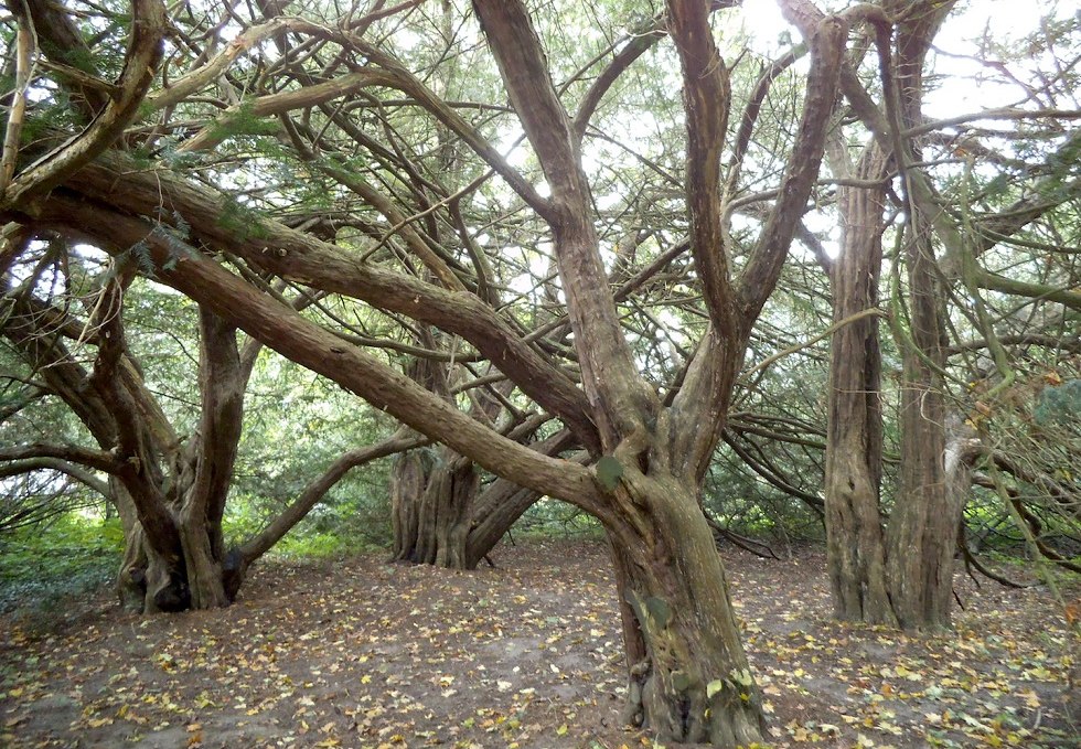 The four yews of Swantow., © Tourismuszentrale Rügen