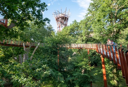 On the new treetop path Ivenacker Eichen families and nature lovers get on the track of the secrets of the trees, © TMV/Tiemann