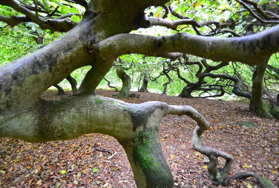 Cripple beeches in Semper forest park, © Tourismuszentrale Rügen