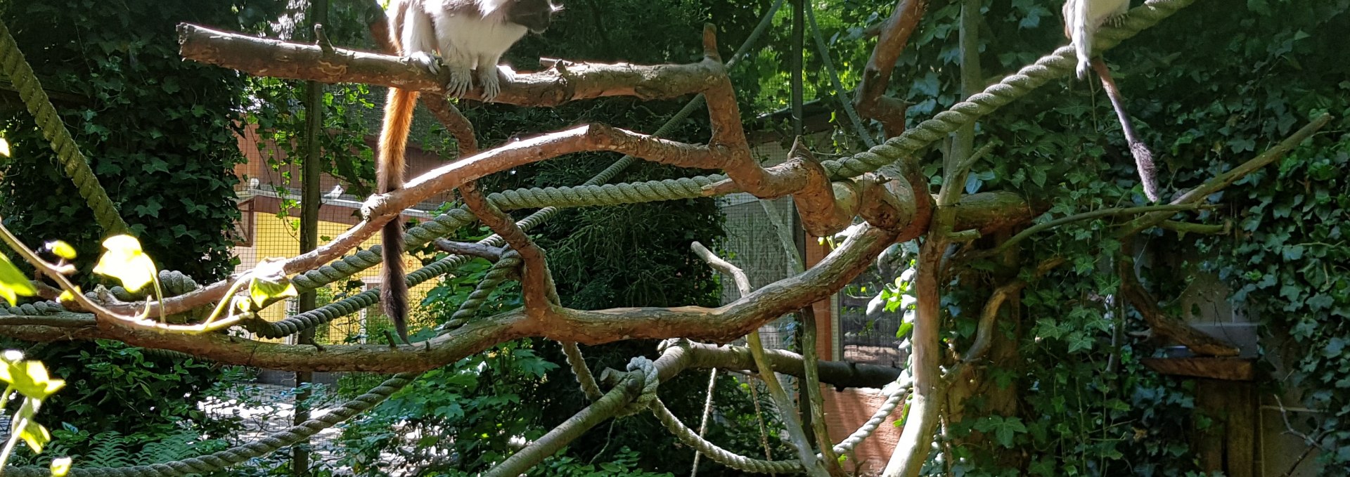 Dwarf monkeys at Stralsund Zoo, © Zoo Stralsund