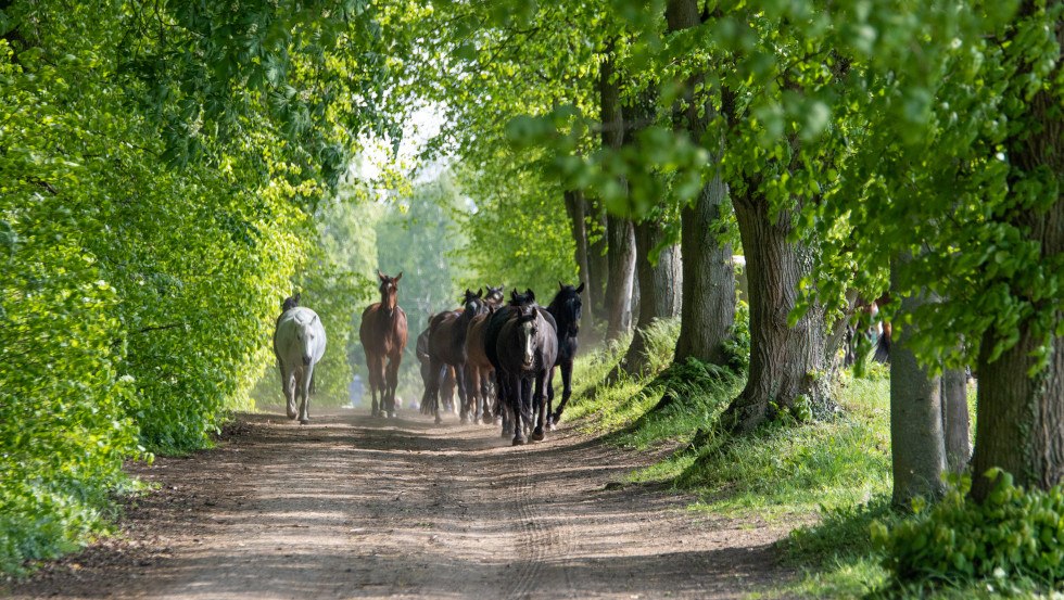 Herd of horses along the avenue behind the manor house, © Susan Marlen Fotografie