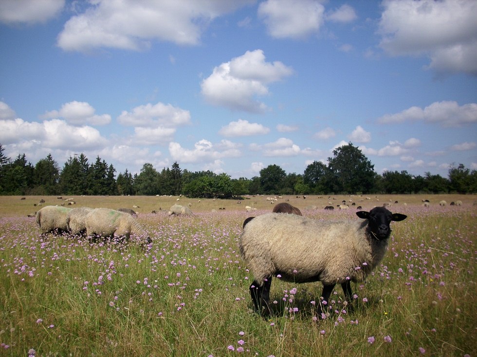 Our sheep in Hullerbusch, © Schäferei Hullerbusch