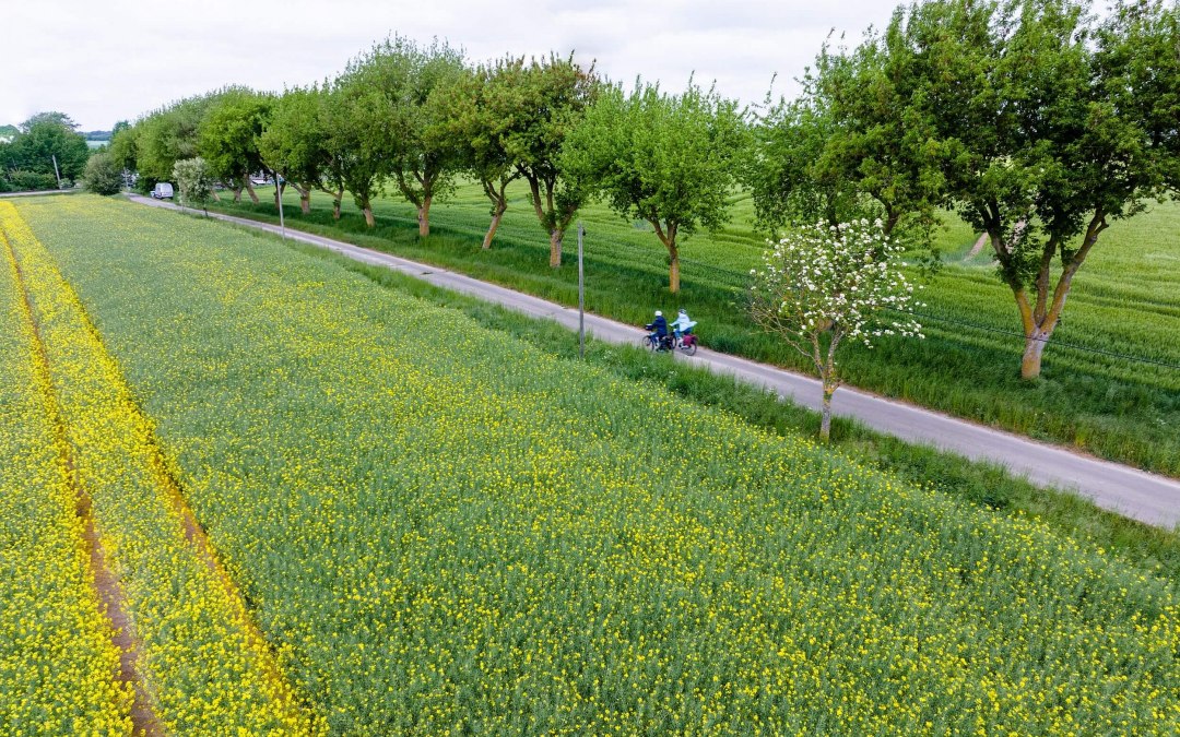 Along the rape fields, © TMV/Gänsicke