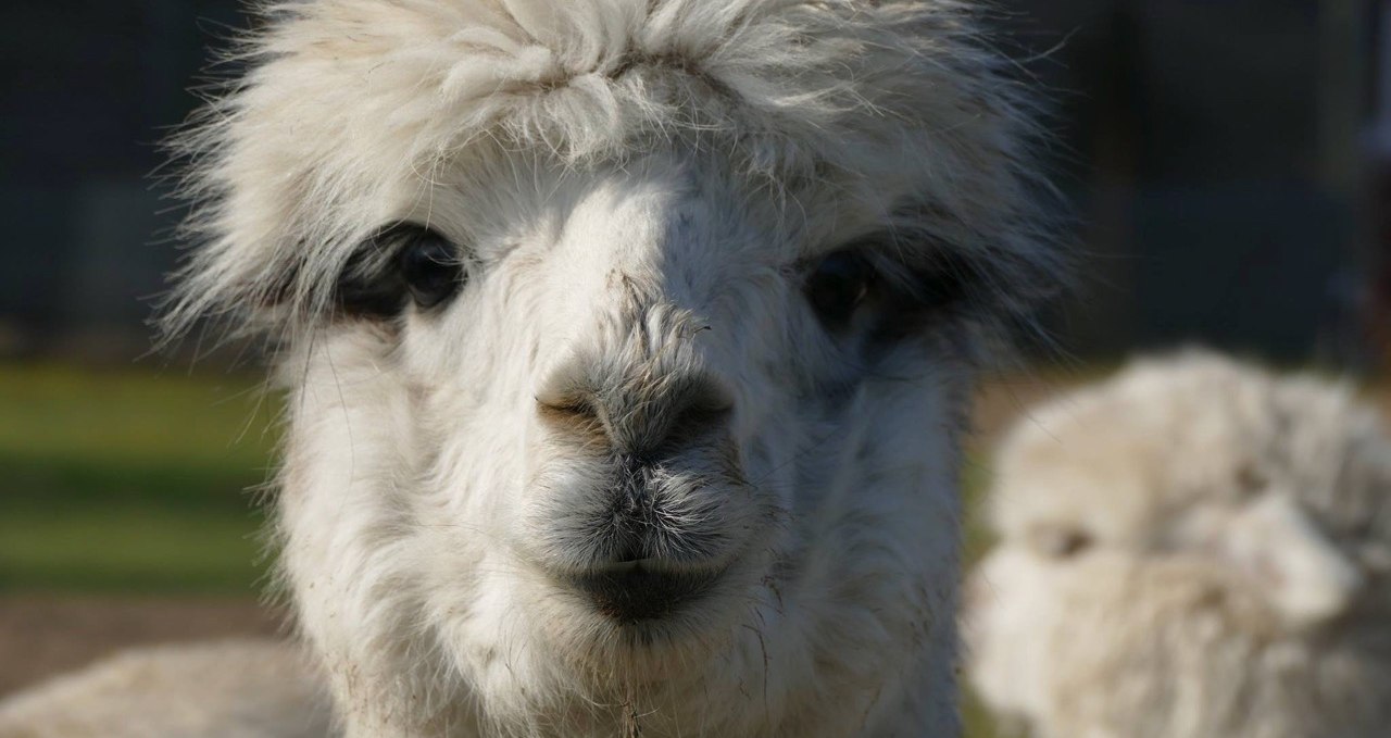 Ever kissed an alpaca? With us you can try it out!, © Fleesensee Alpakas