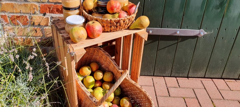 Appeldag . fresh apple juice from the press and variety identification, © S. Maus