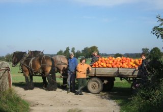 In September, the Hokkaido pumpkins are harvested on Grandpa's farm., © Opas Bauernhof