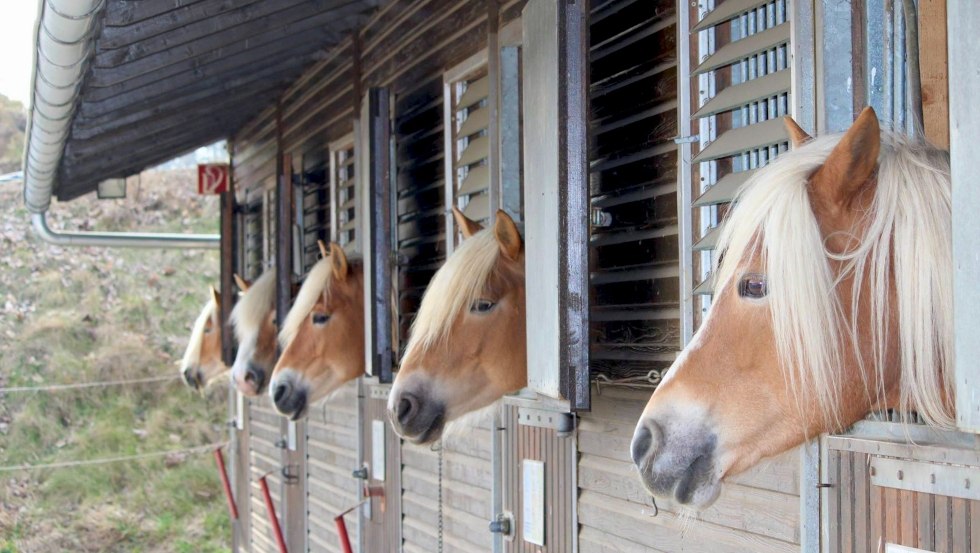 At first glance, Haflingers may look alike, but each horse has its own unique personality, © Reiterhof Sallenthin