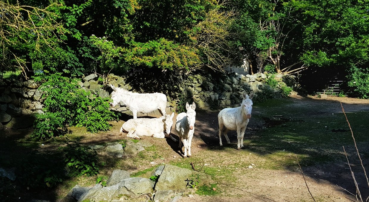 Baroque donkey at Stralsund Zoo, © Zoo Stralsund