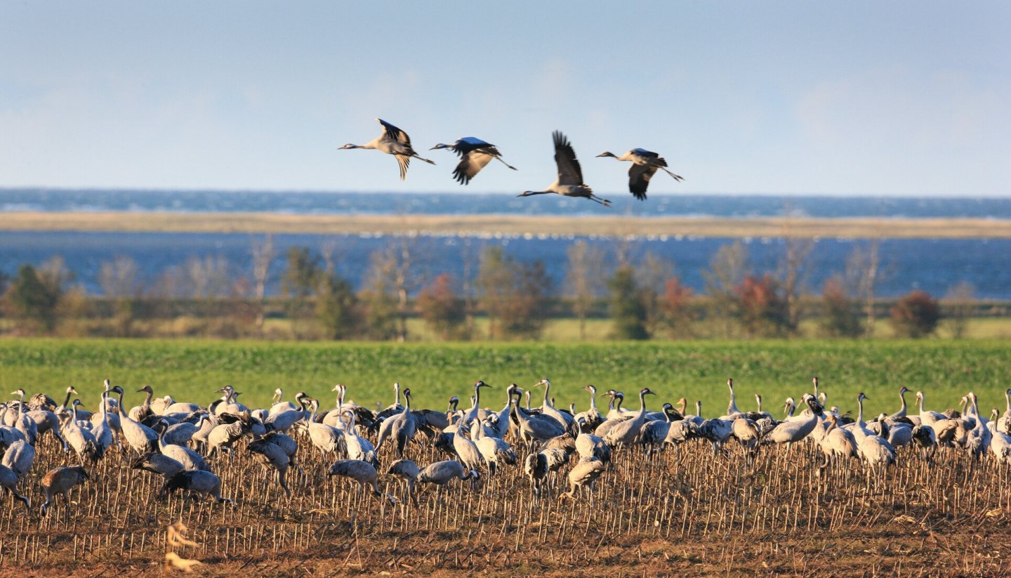 In overwhelming numbers cranes populate field and sky over Fischland-Darß-Zingst, © TMV/Growe-Lodzig